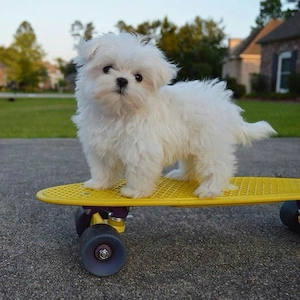 bichon maltez mini toy - imagine 2