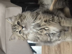 Pisica British shorthair si longhair  - imagine 2