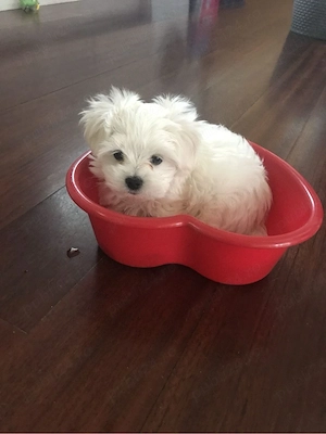 bichon maltez mini toy  - imagine 2