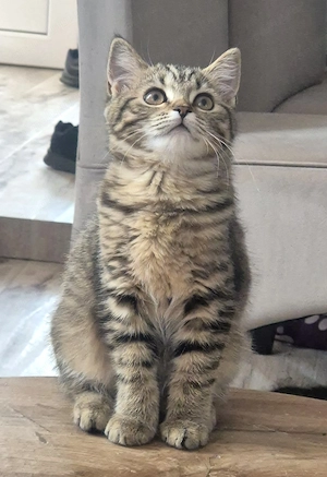 Pisica British shorthair si longhair  - imagine 3