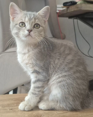 Pisica British shorthair si longhair  - imagine 4