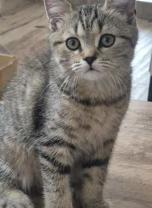 Pisica British shorthair si longhair 
