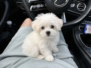 bichon maltez mini toy