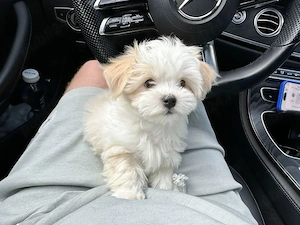 bichon maltez mini toy - imagine 2