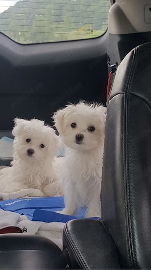 bichon maltez mini toy - imagine 3