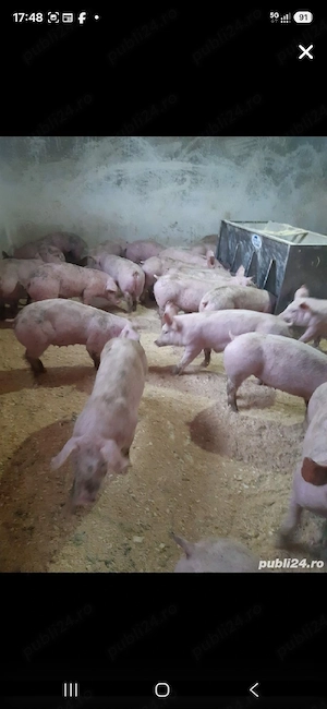 porci de vanzare - imagine 3