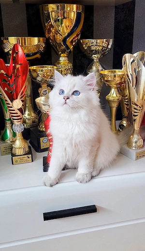 Baiat british longhair dim ambii parinti Campioni Mondiali  - imagine 3