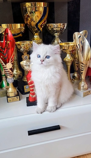 Baiat british longhair dim ambii parinti Campioni Mondiali  - imagine 2