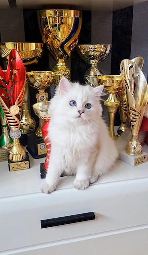 Baiat british longhair dim ambii parinti Campioni Mondiali  - imagine 4