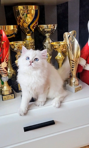 Baiat british longhair dim ambii parinti Campioni Mondiali  - imagine 5