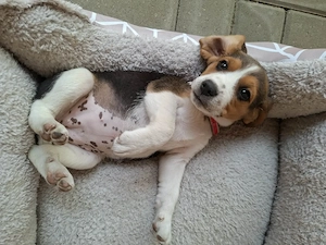 Vand Beagle tricolor fetita - imagine 3