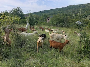 Capre cu lapte de vanzare - imagine 3