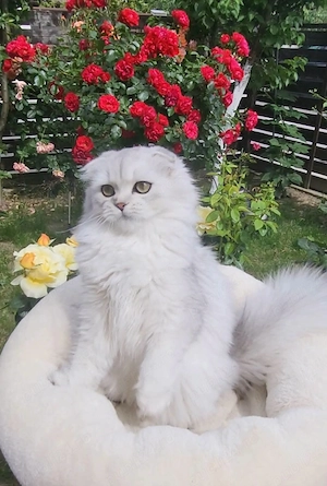 Fetita scottish fold longhair cu pedigree  - imagine 2