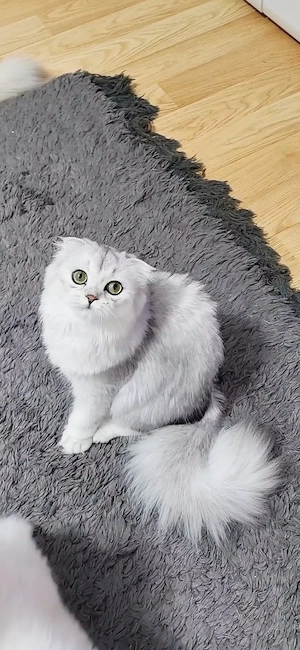 Fetita scottish fold longhair cu pedigree  - imagine 4