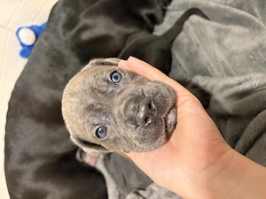 Pui Cane Corso.  - imagine 5