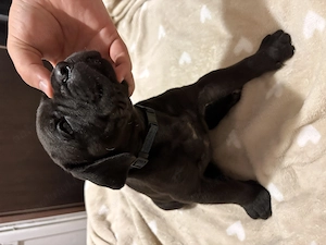 Pui Cane Corso.  - imagine 4