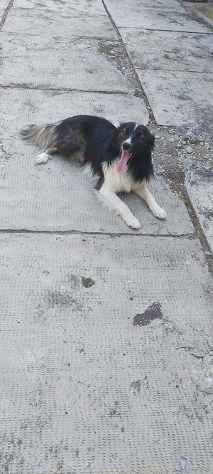 Donez mascul Border Collie - imagine 2