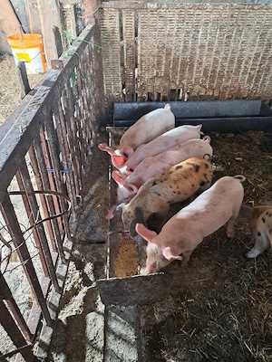 vand purcei 7 saptamani