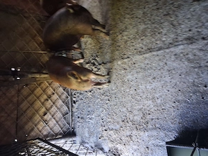 Vind 2 porci la alegere din3 ,Cel alb e porc ,cel rosu mai mare porc si purceaua e cea mai mica - imagine 5