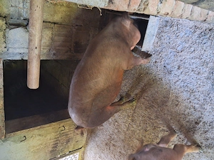 Vind 2 porci la alegere din3 ,Cel alb e porc ,cel rosu mai mare porc si purceaua e cea mai mica - imagine 2