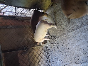 Vind 2 porci la alegere din3 ,Cel alb e porc ,cel rosu mai mare porc si purceaua e cea mai mica - imagine 3
