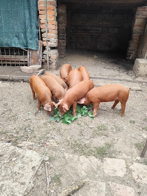 purcei duroc