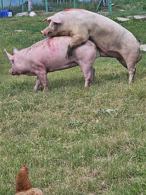 Vand Vier rasa de carne.