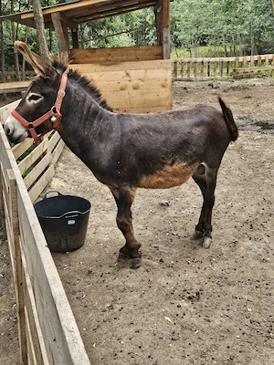 Magar de vanzare