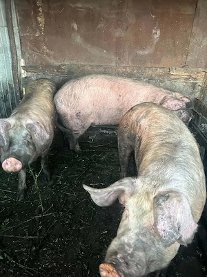 Vand soldani si porci mari - imagine 4