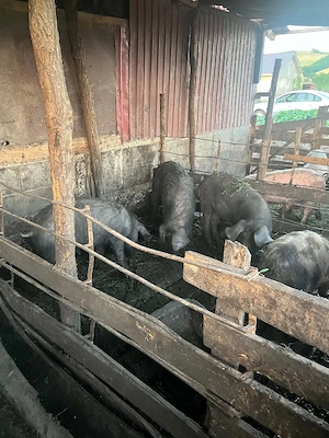Vand soldani si porci mari - imagine 5