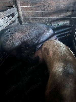 Vand soldani si porci mari - imagine 2