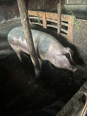 Vand soldani si porci mari - imagine 3