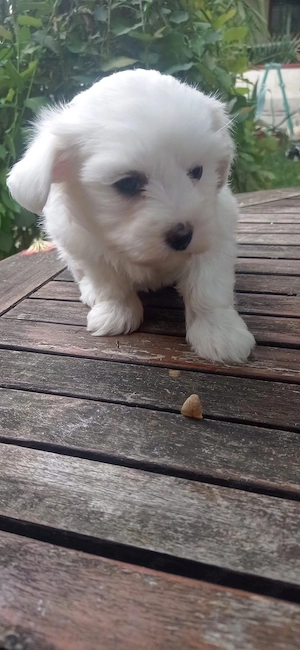  Bichon maltese alb