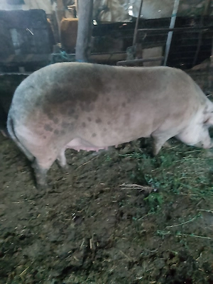 scroafe de vânzare 