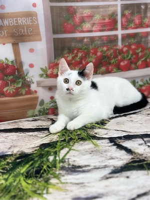 Pisici adoptie - imagine 3