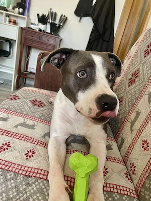 Adoptie Amstaff Blue fetița 1an - imagine 2