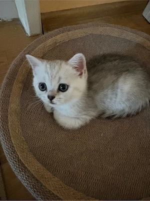 British Shorthair