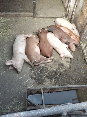 purcei de vânzare