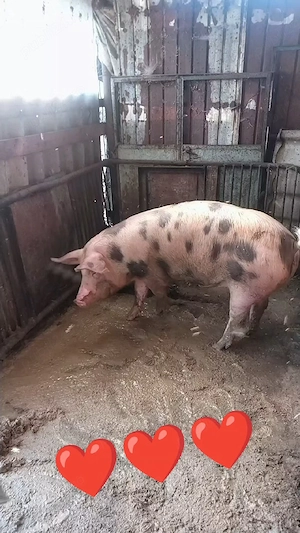 de vanzare scroafa pietrian 