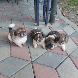 Shitzu mici și dragalasi