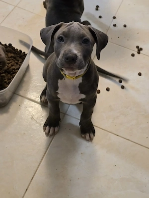 Pui American bully Xl  - imagine 2