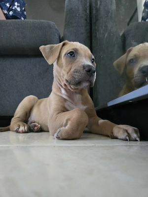 Pui American bully Xl 