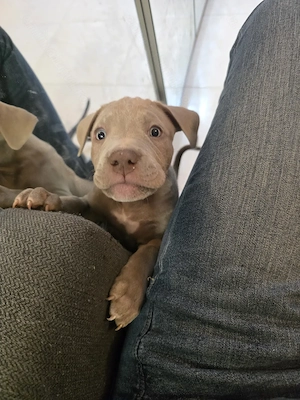 Pui American bully Xl  - imagine 4
