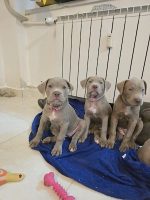 Pui American bully Xl  - imagine 3