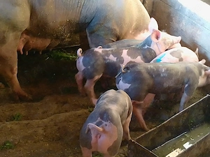 Porci pietrean de vanzare - imagine 2