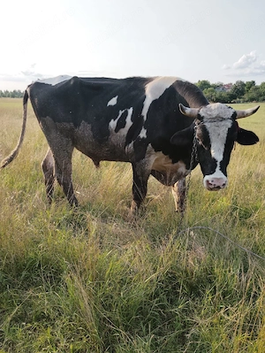 Vând Taur rasă Holstein în vârstă de 3 ani pentru montă  - imagine 3