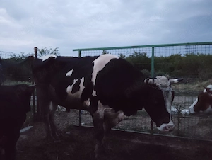 Vând Taur rasă Holstein în vârstă de 3 ani pentru montă 