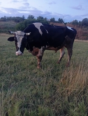 Vând Taur rasă Holstein în vârstă de 3 ani pentru montă  - imagine 2