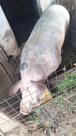 porc de carne  greutatea 420kg , 4300ron - imagine 5