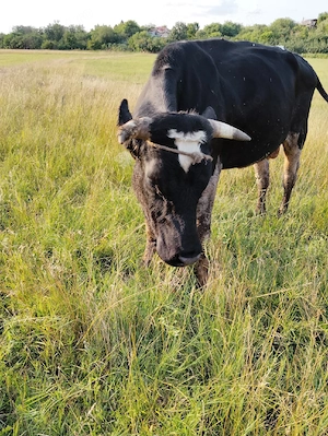 Vând Taur rasă Holstein în vârstă de 2 ani, pentru montă  - imagine 5